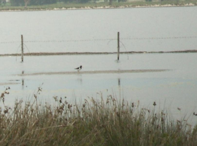 lago di Fogliano al  Parco del Circeo